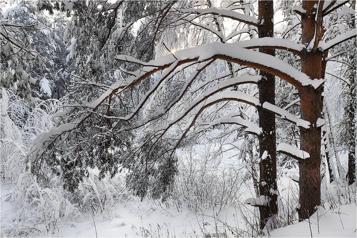 лес,снег,солнце,деревья,сосны,деревья в снегу, Victor Pechenev