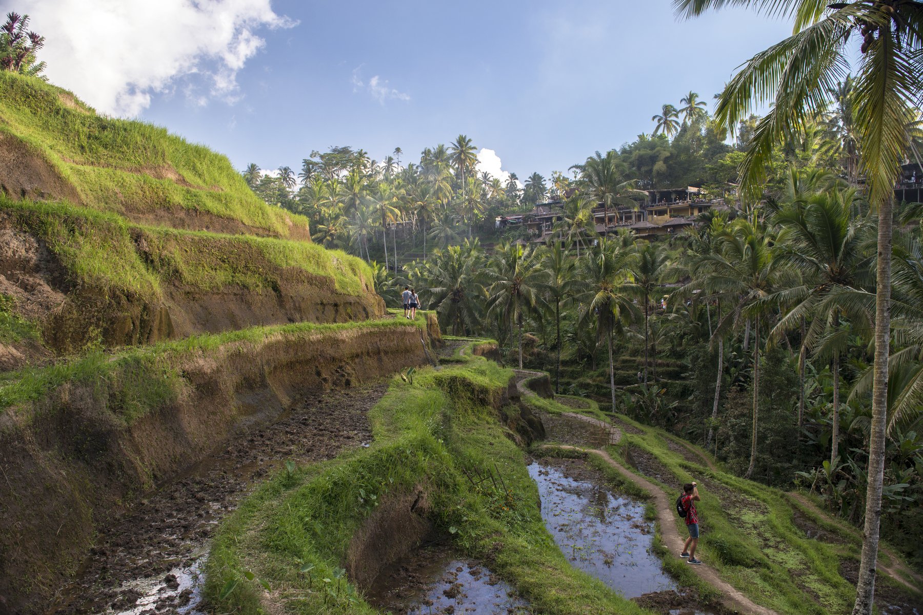 Бали, Индонезия, рис, террасы, экзотика, тропики, фермер, туристы, отдых, путешествие, Тегаллаланг, Марина Мудрова