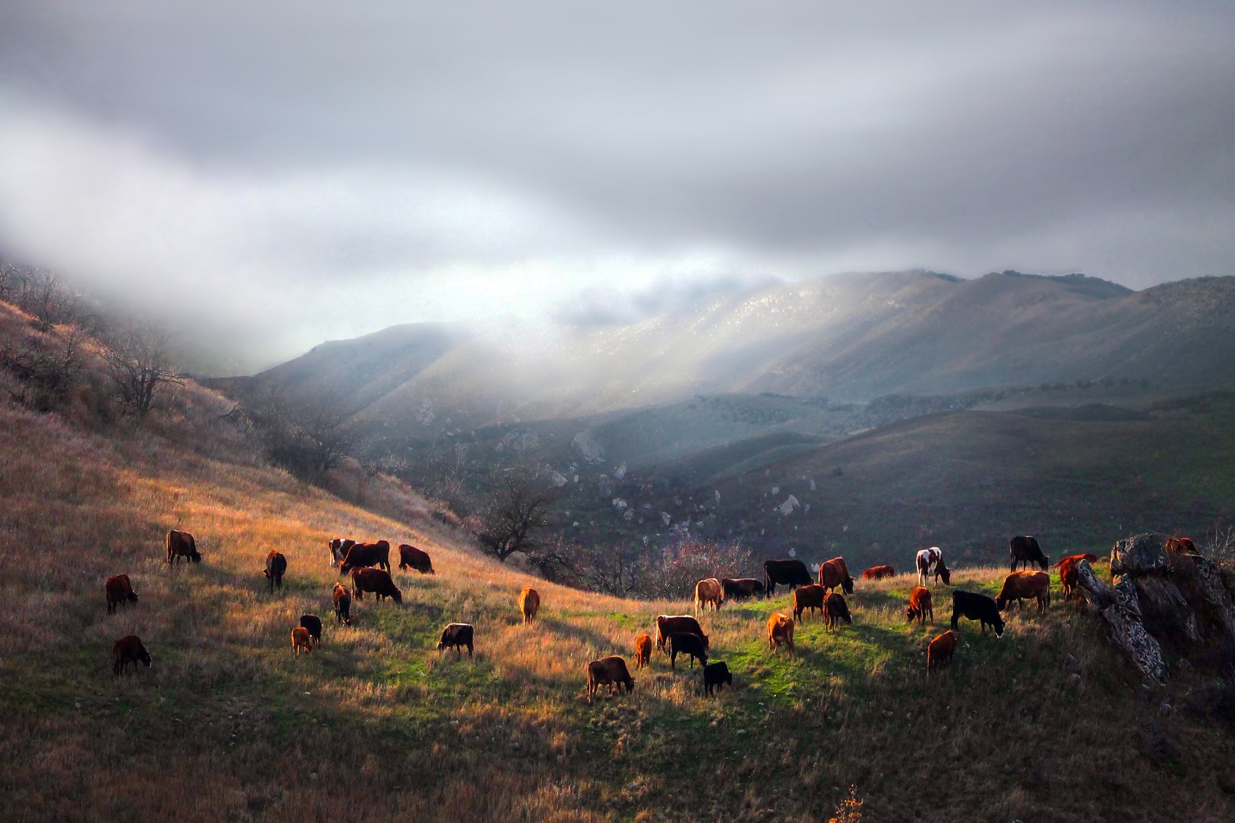горы,осень,природа,коровы, Marat Magov