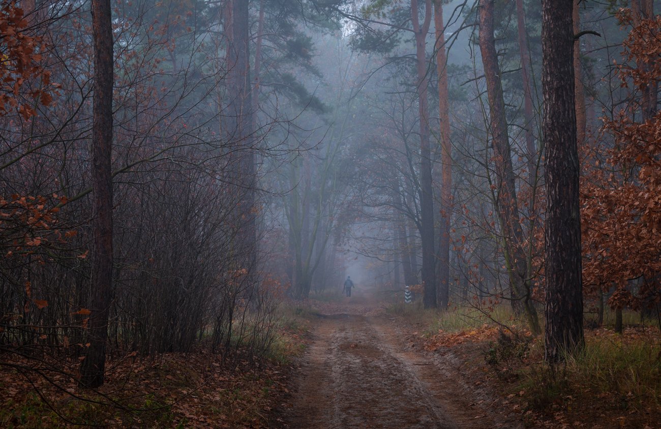 лес, осень, ноябрь, туман, тропа, человек, Галанзовская Оксана