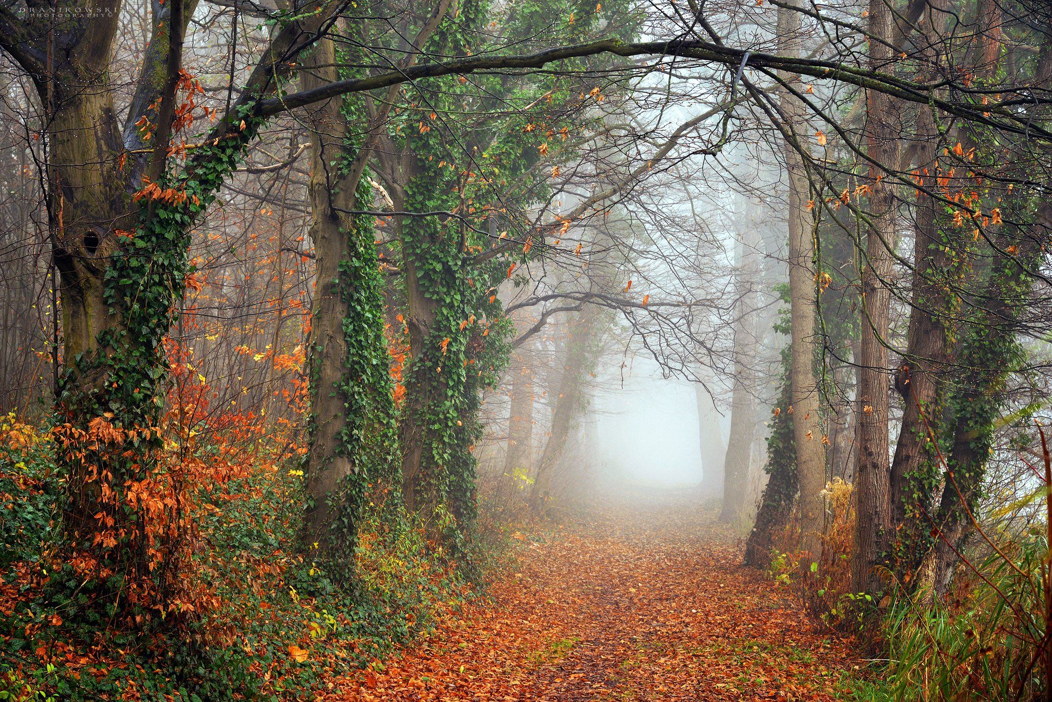 mysterious alley path dranikowski autumn tree fall foliage mist foggy road magic trees ivy, Radoslaw Dranikowski