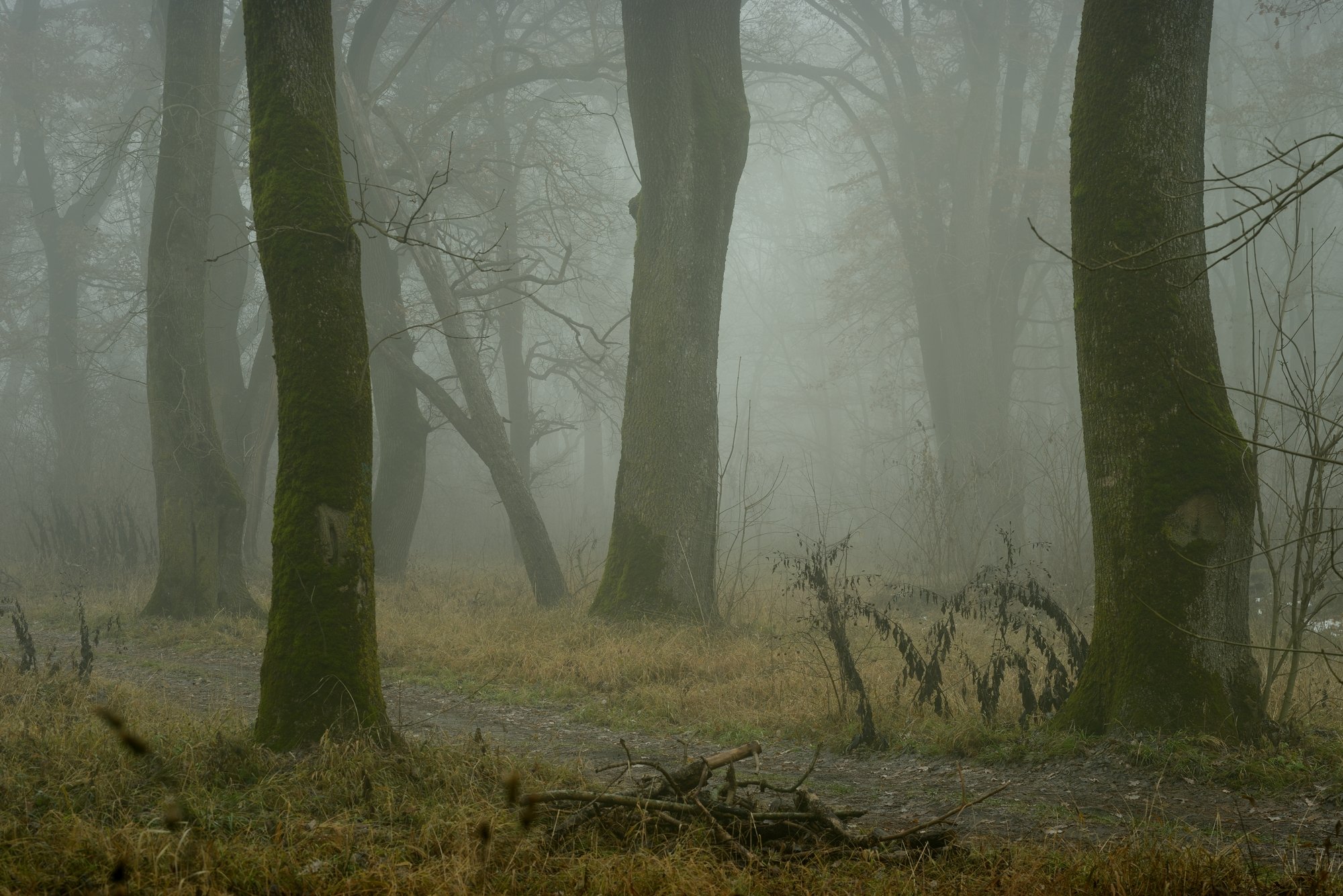 туман роща утро дуб, Александр Жарников