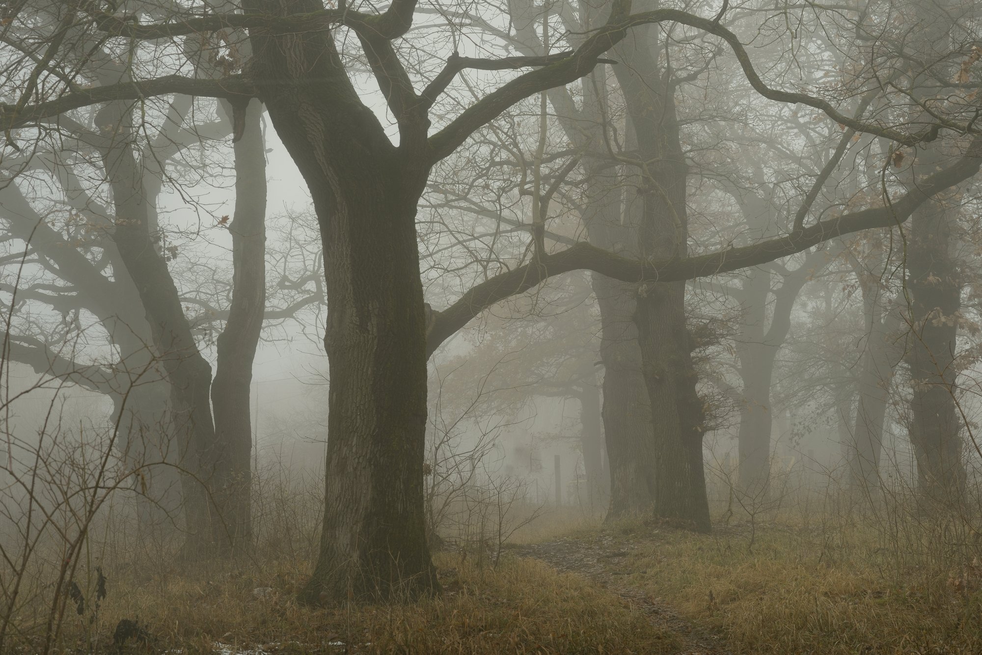 туман роща утро дуб, Александр Жарников