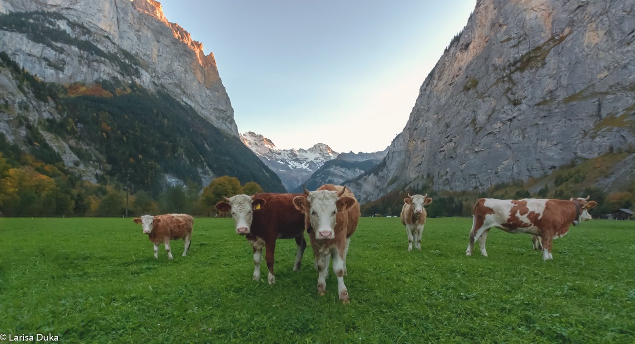 Швейцария, пейзаж, природа, долина, Лаутенбруннен, коровы, горы, осень, Лариса Николаевна Дука