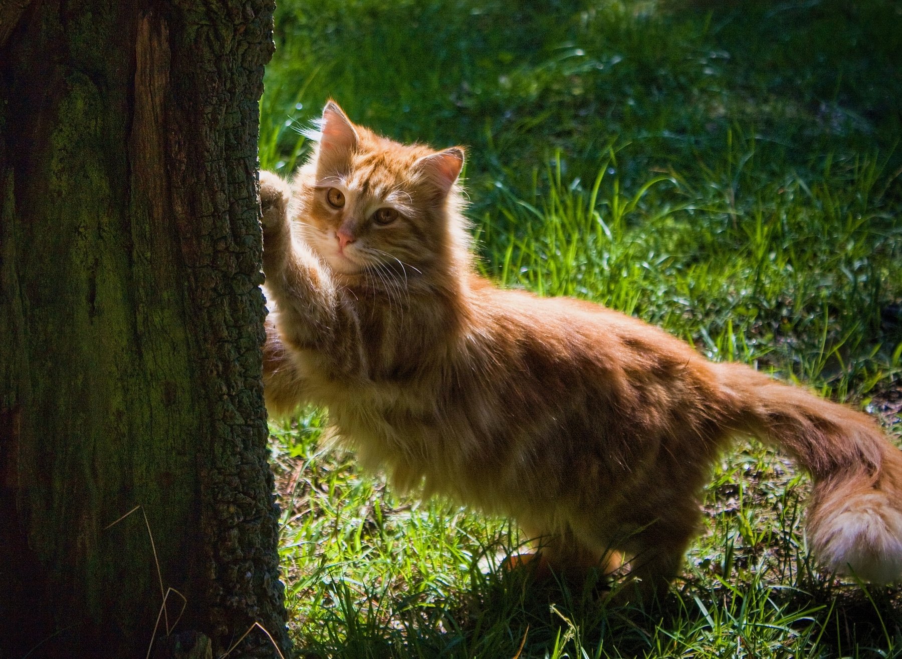 кот, кошка, животное, дерево, трава, лиса, Vladimir Kedrov