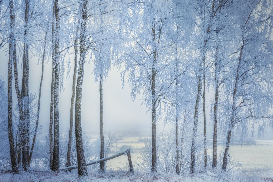 пейзаж, зима, снег, мороз, россия, природа, лес, Алексей Сергованцев