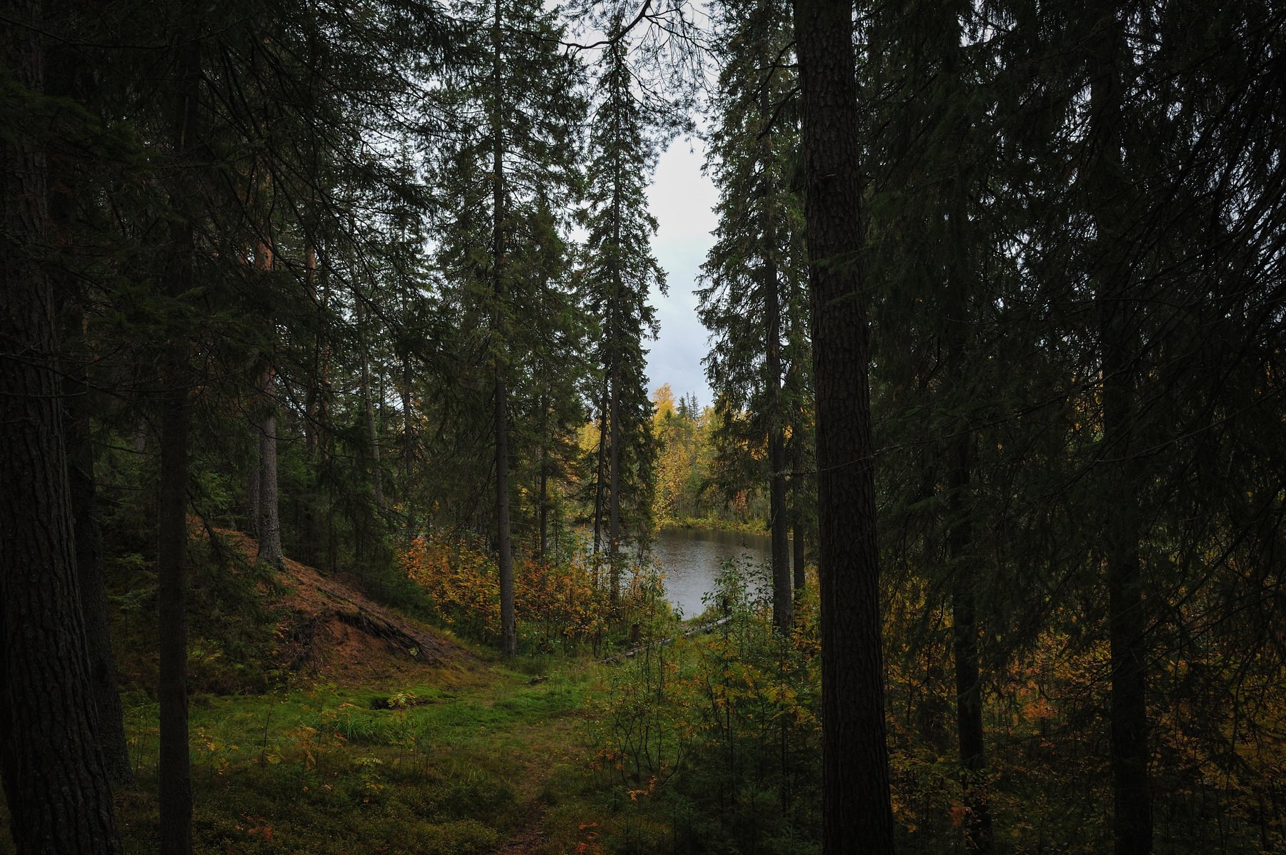 природа вода водоем озеро пруд растение растительность деревья пейзаж поверхность осень, Григорий Пиль