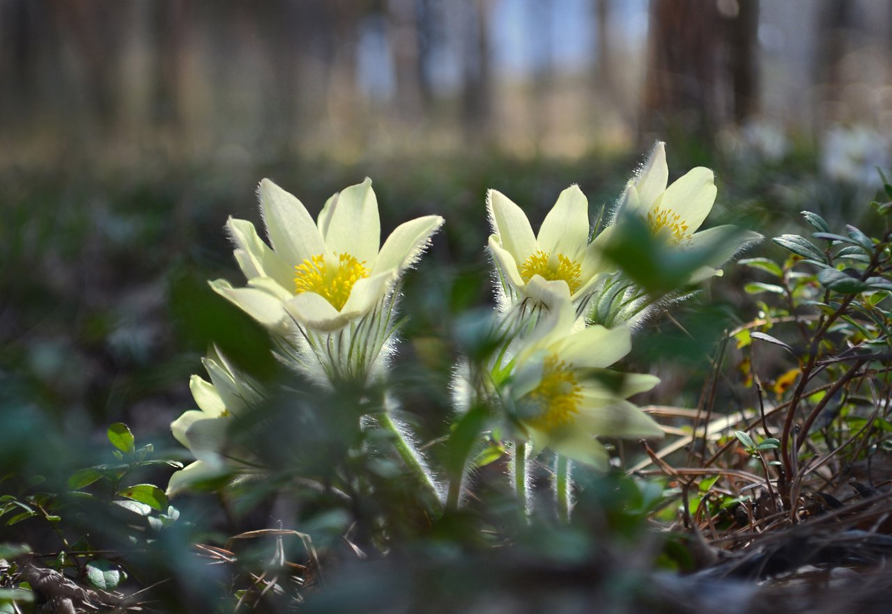 сон-трава, прострел, желтый, цветок, солнечный свет, лес, весна, май, Irina Shapronova