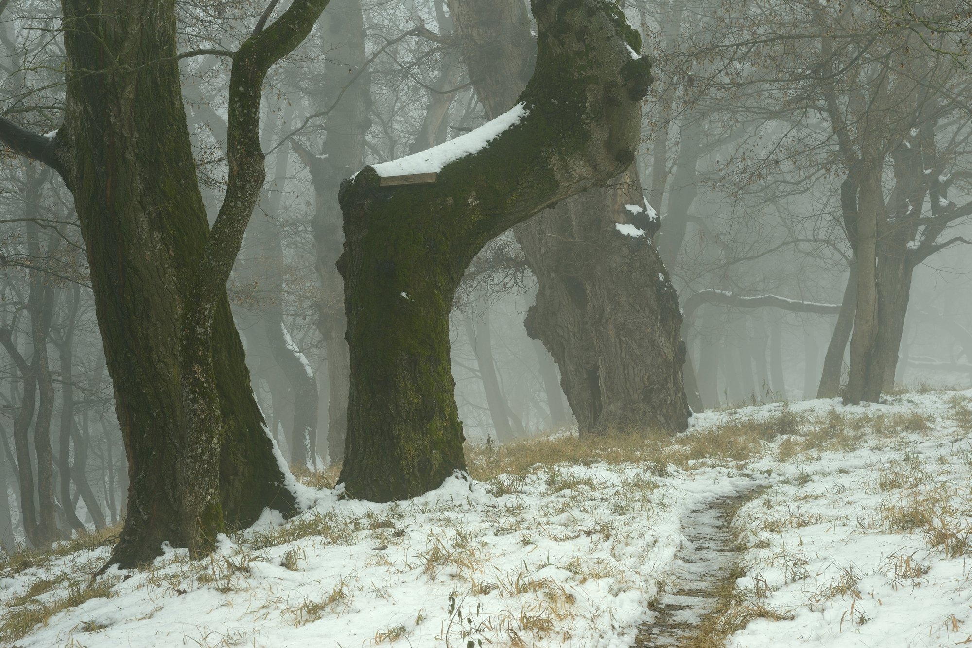 зима лес туман оттепель, Александр Жарников