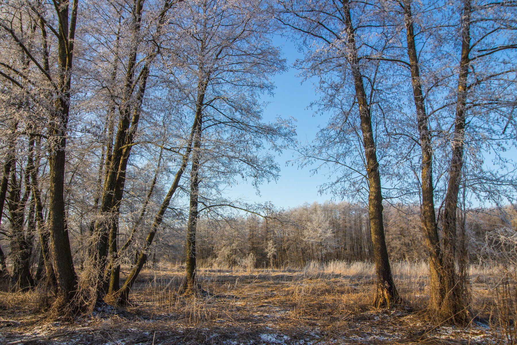 лес, иней, мороз, Руслан Востриков
