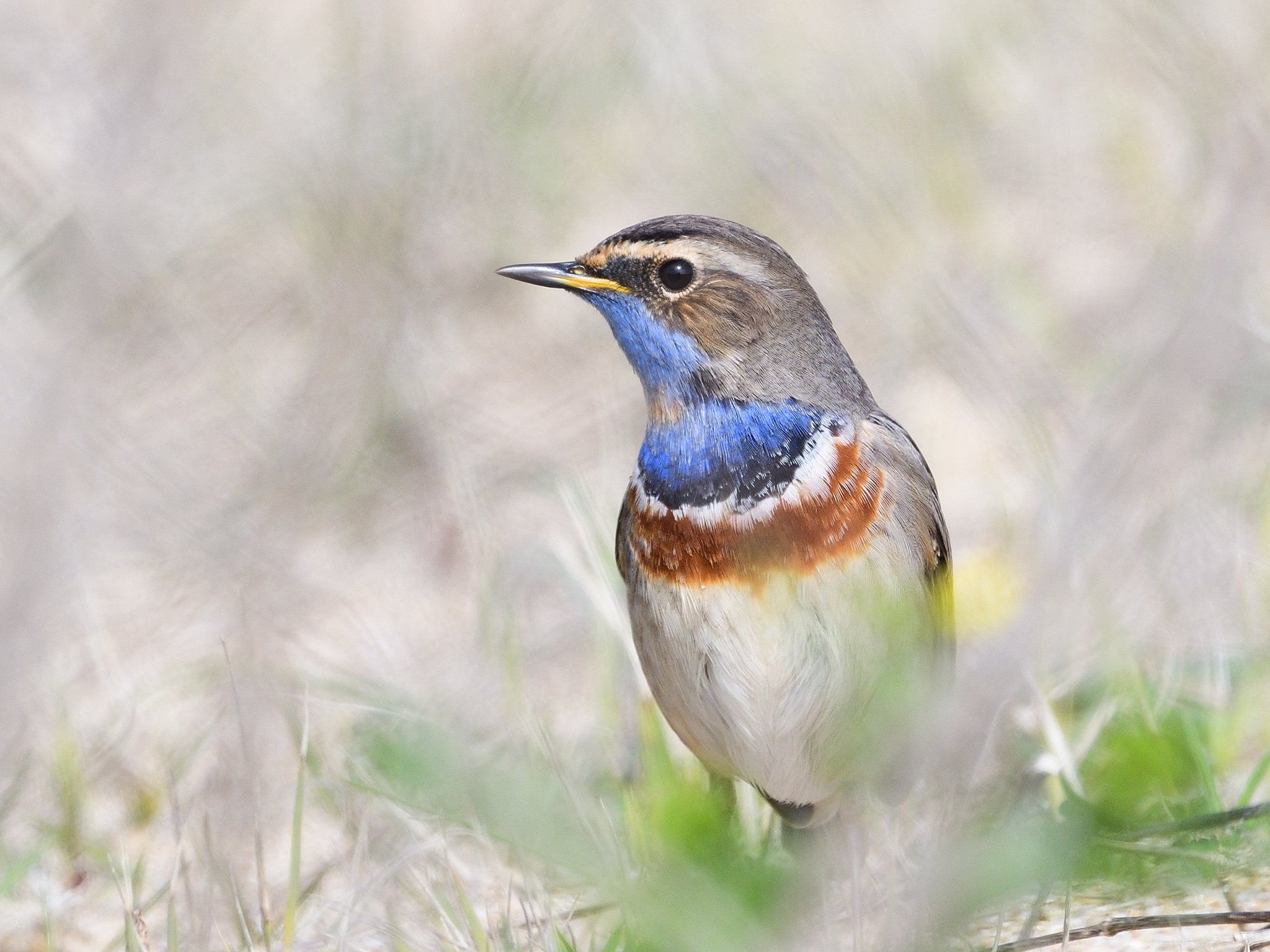 bird, birds, wings, feathers, birding, birdwatching, Димитър Русев