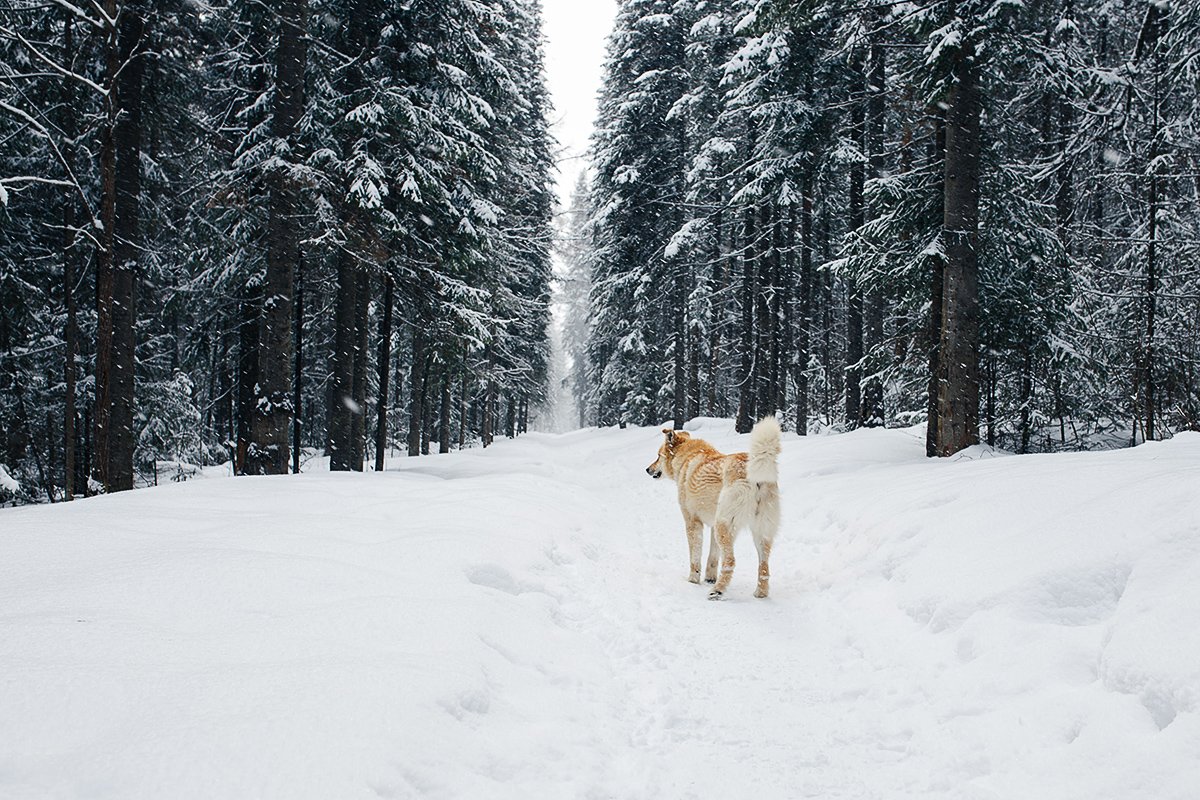 россия, снег, урал, лес, природа, животные, собака, Евгений Толкачёв