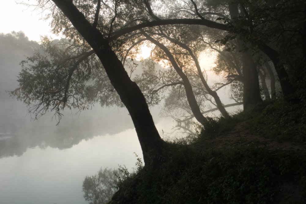 утро, туман, деревья, рассвет, река, десна, Art Loo