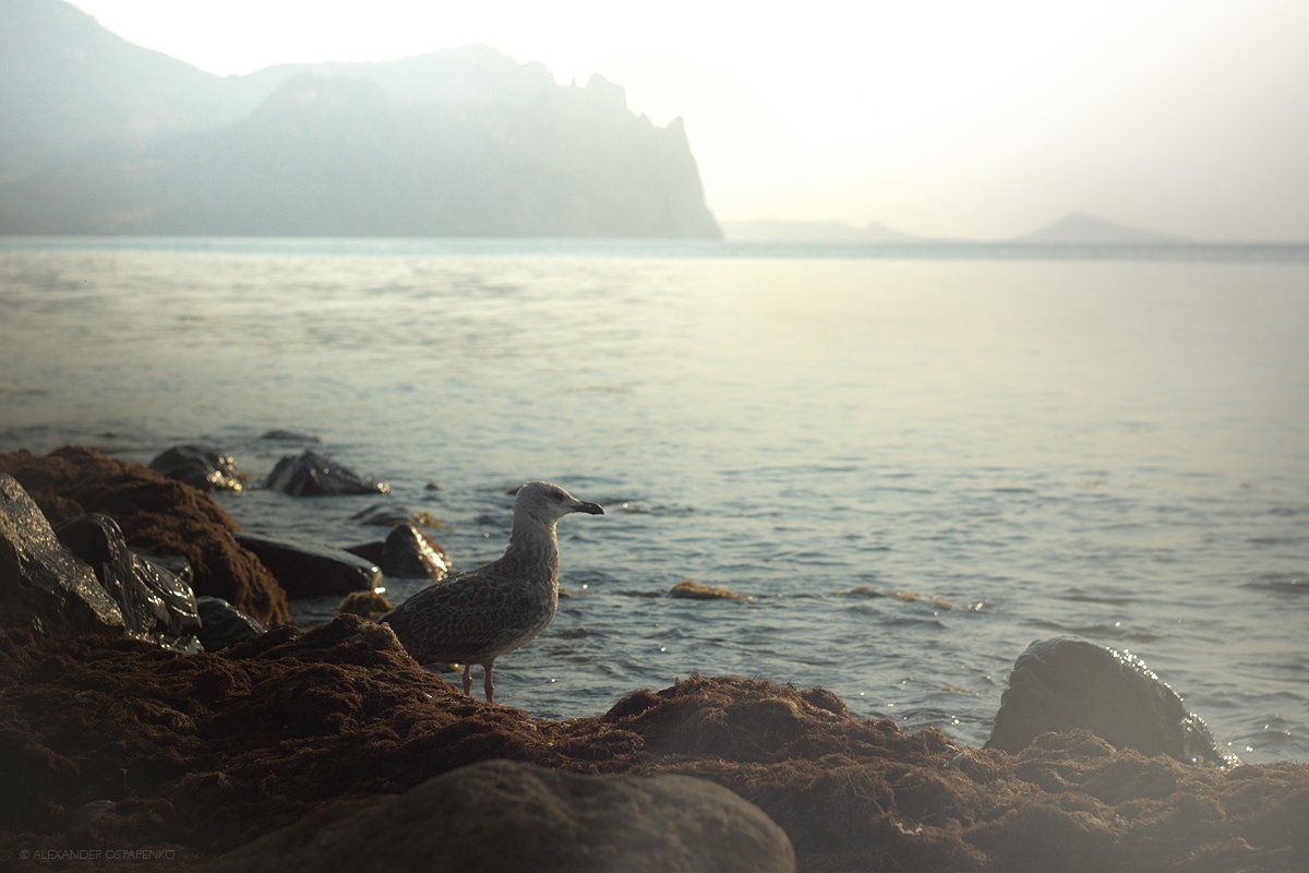 птица, черное море, берег моря, горы, Александр Остапенко (Alexander Ostapenko)
