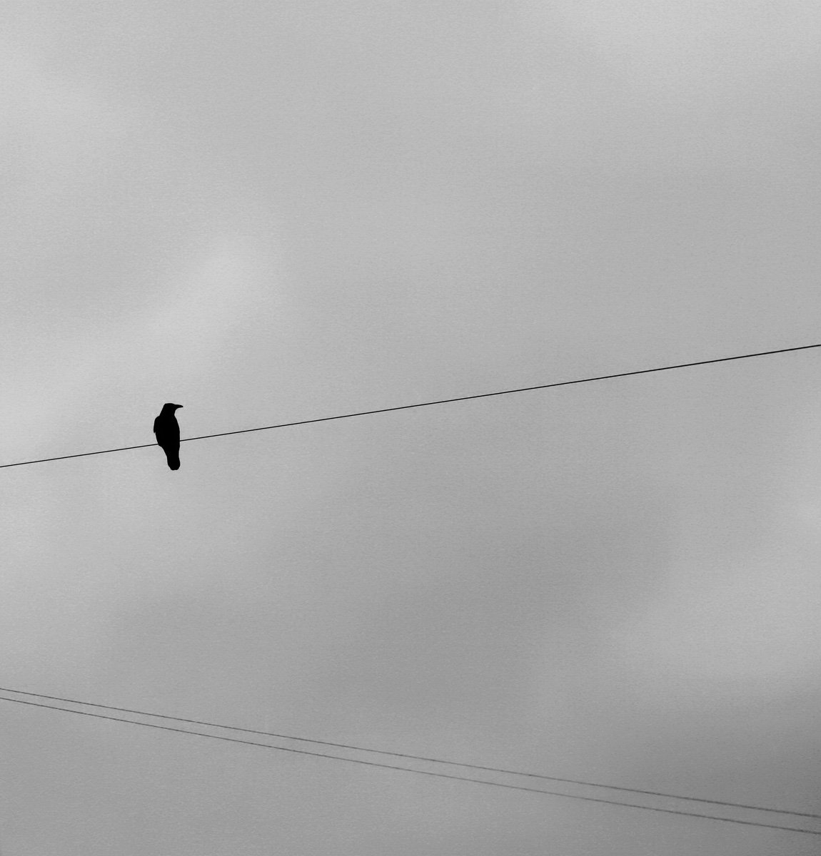 bird, raven, bw, wires, Vladimir Laur