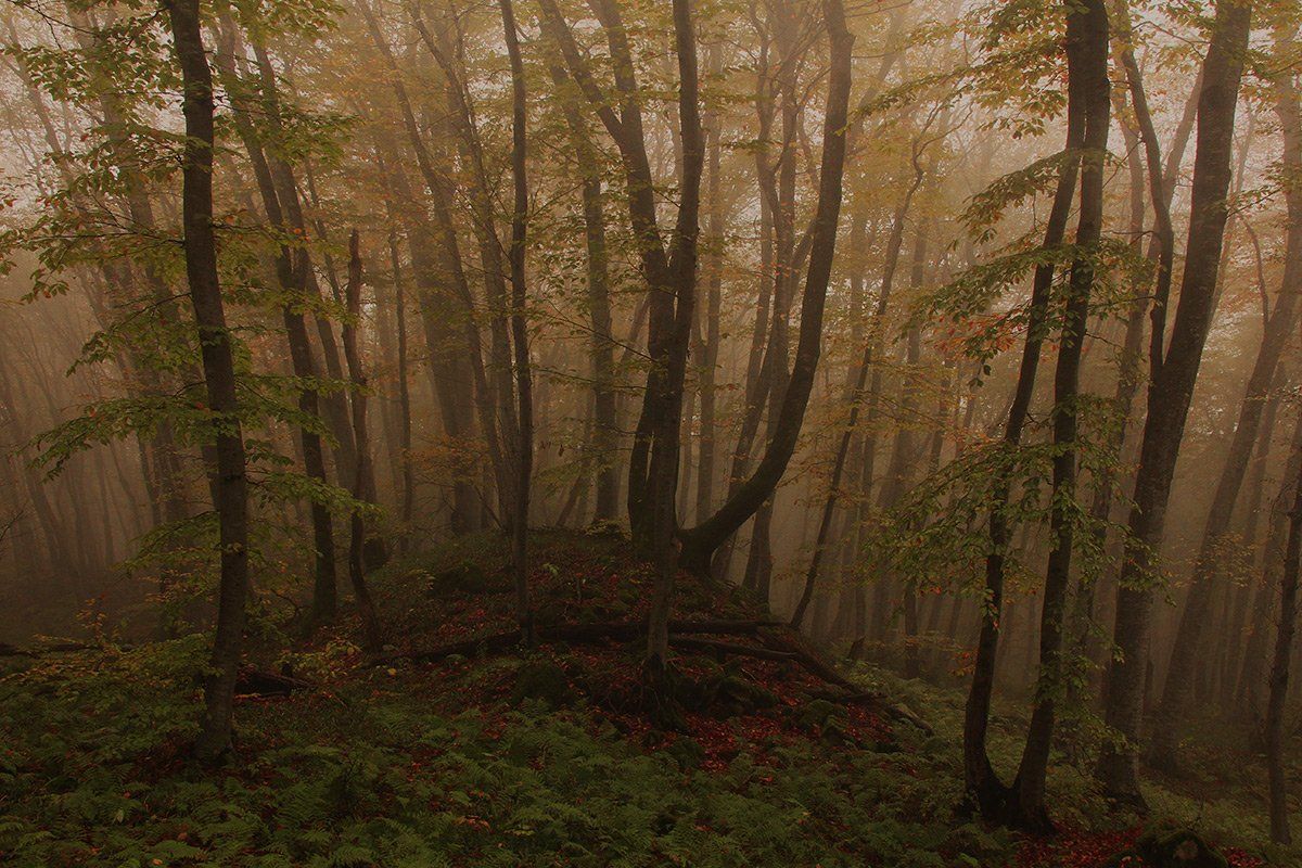 осень,природа,лес,стрижамент, Михаил  Пилипенко