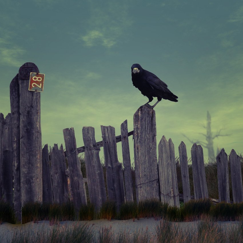 fence, crow, tree, grass, sand, alone, abandoned, clouds, Caras Ionut