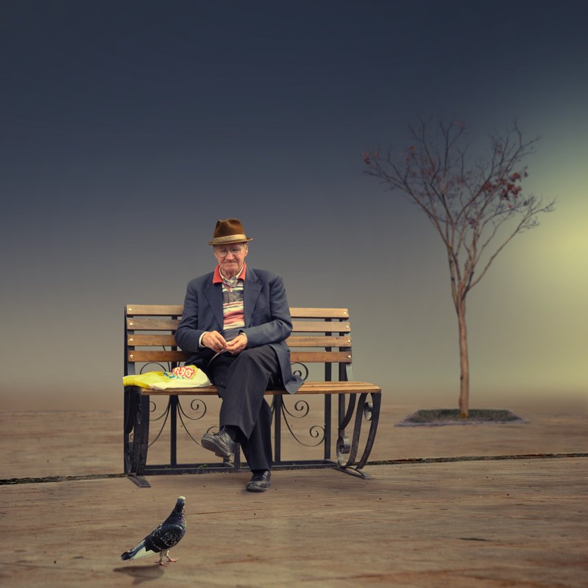 dove, bench, man, old, food, tree, grass, nature, Caras Ionut