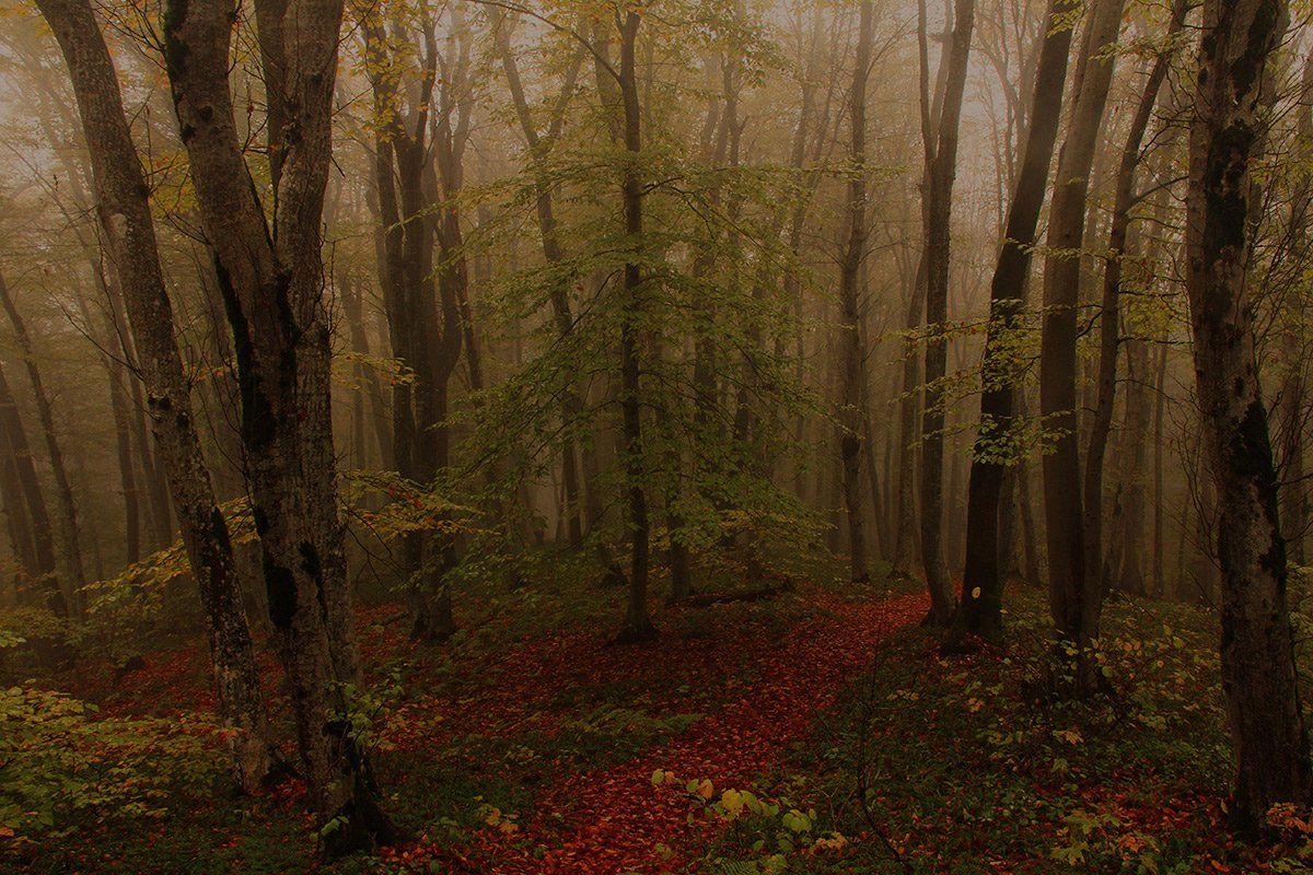 осень,природа,лес,стрижамент, Михаил  Пилипенко
