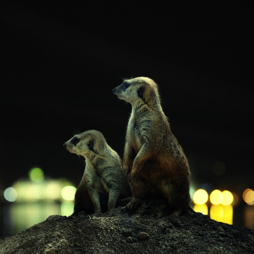 light, night, animalia, mammals, meerkat, suricata, suricatta, mongoose, Caras Ionut