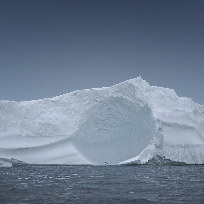 penguin, snow, ice, big, alone, winter, antartica, Caras Ionut