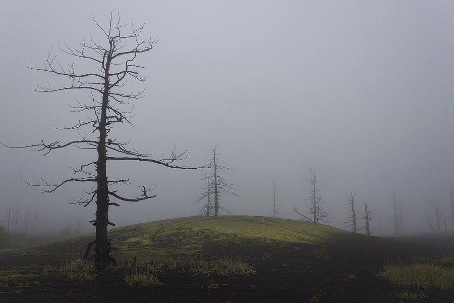 камчатка, вулкан, мертвый, лес, облачность, дождь, осень, шлак, деревья, Денис Будьков