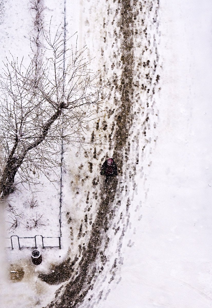 снег, дерево, следы, бело, Андрей Заржецкий