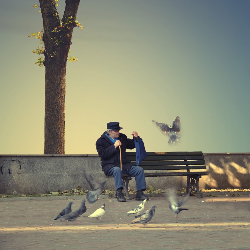 tree, dove, park, old man, man, alone, bench, light, Caras Ionut