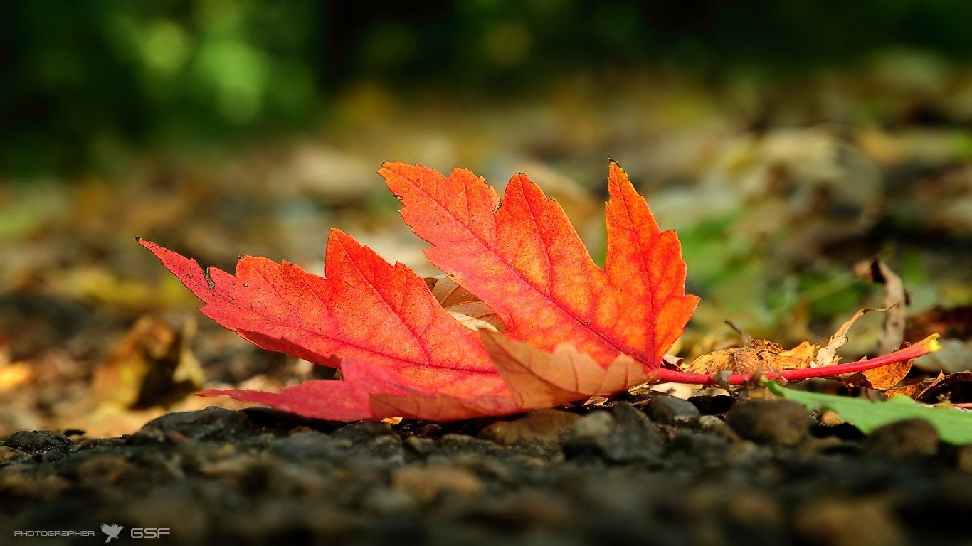 лист, кленовый, красный, тропинка, осень, природа, макро, Serj Master