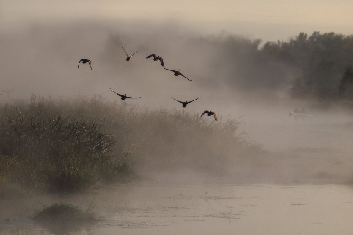 утро, туман, река, утки, рыбаки, Марина Брыдня