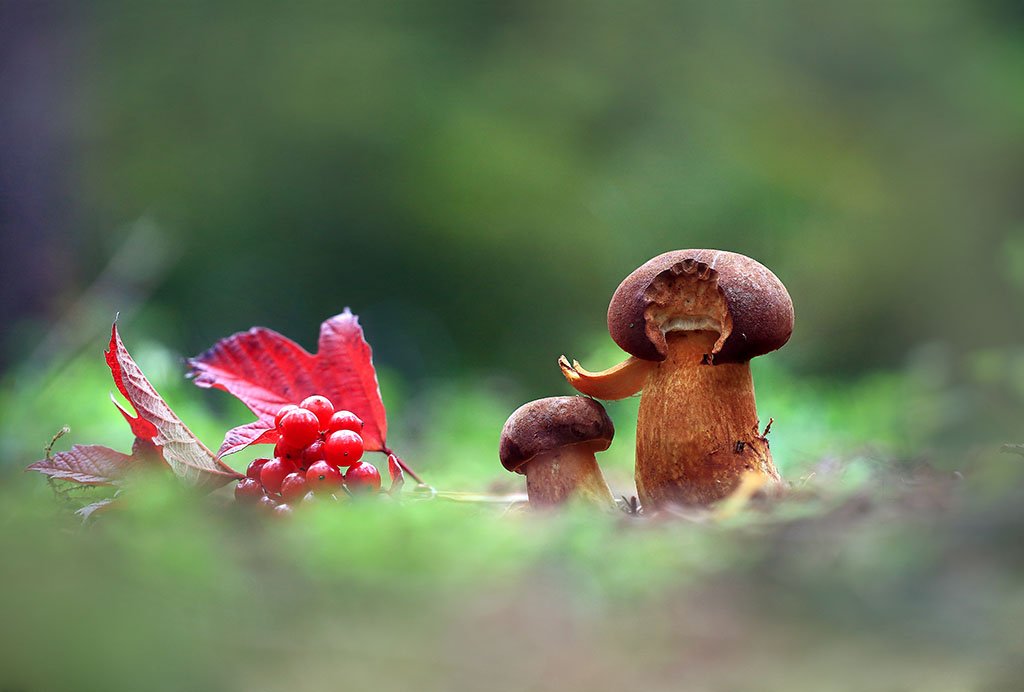 лес,осень,грибы,ягоды., Viktor Schneider