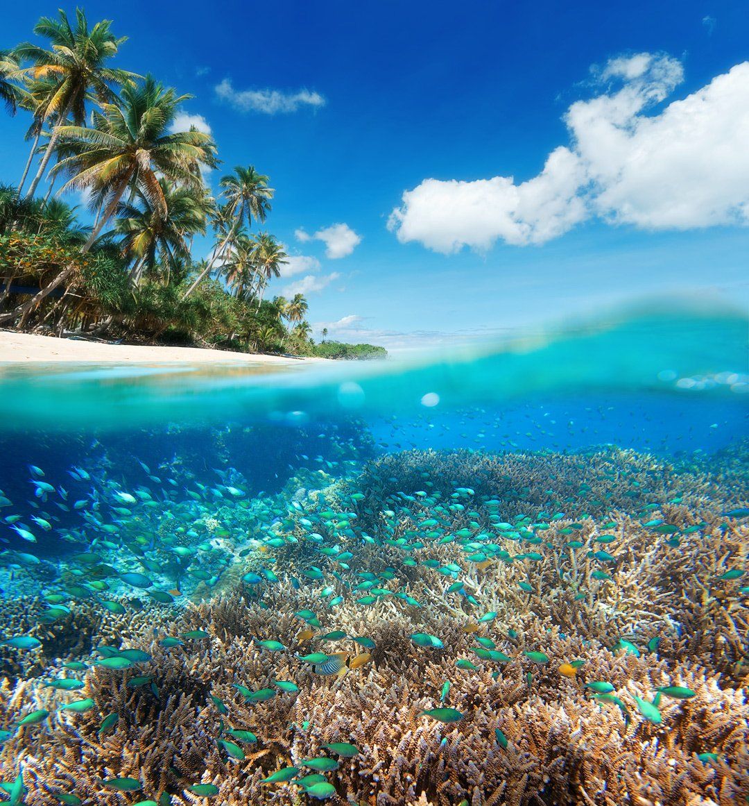 underwater, indonesia, seaworld, fish, Soft Light