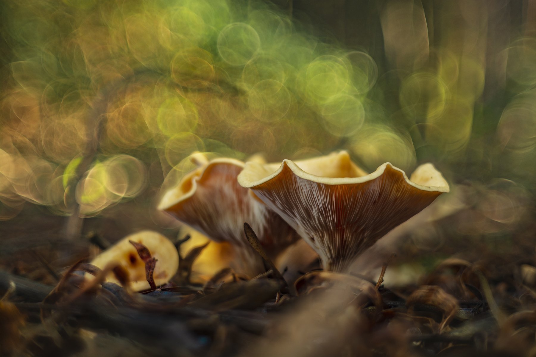 mushroom, nature, macro, beautiful, bokeh, Antonio Coelho