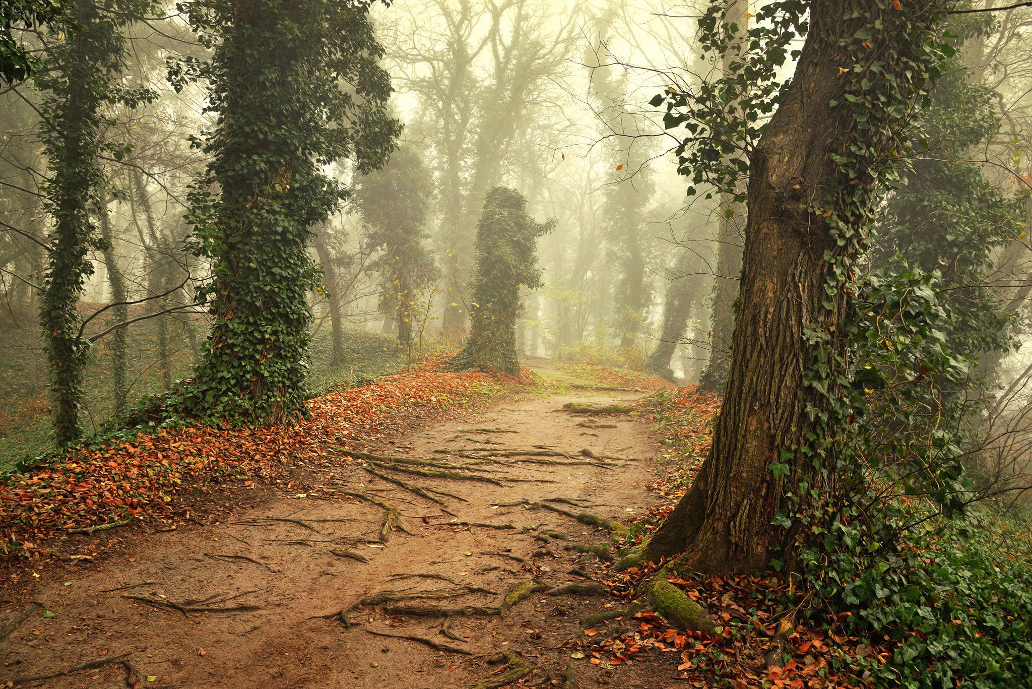 magic garden autumn fall poland dranikowski trees плющ ivy road path mist magic foggy day, Radoslaw Dranikowski