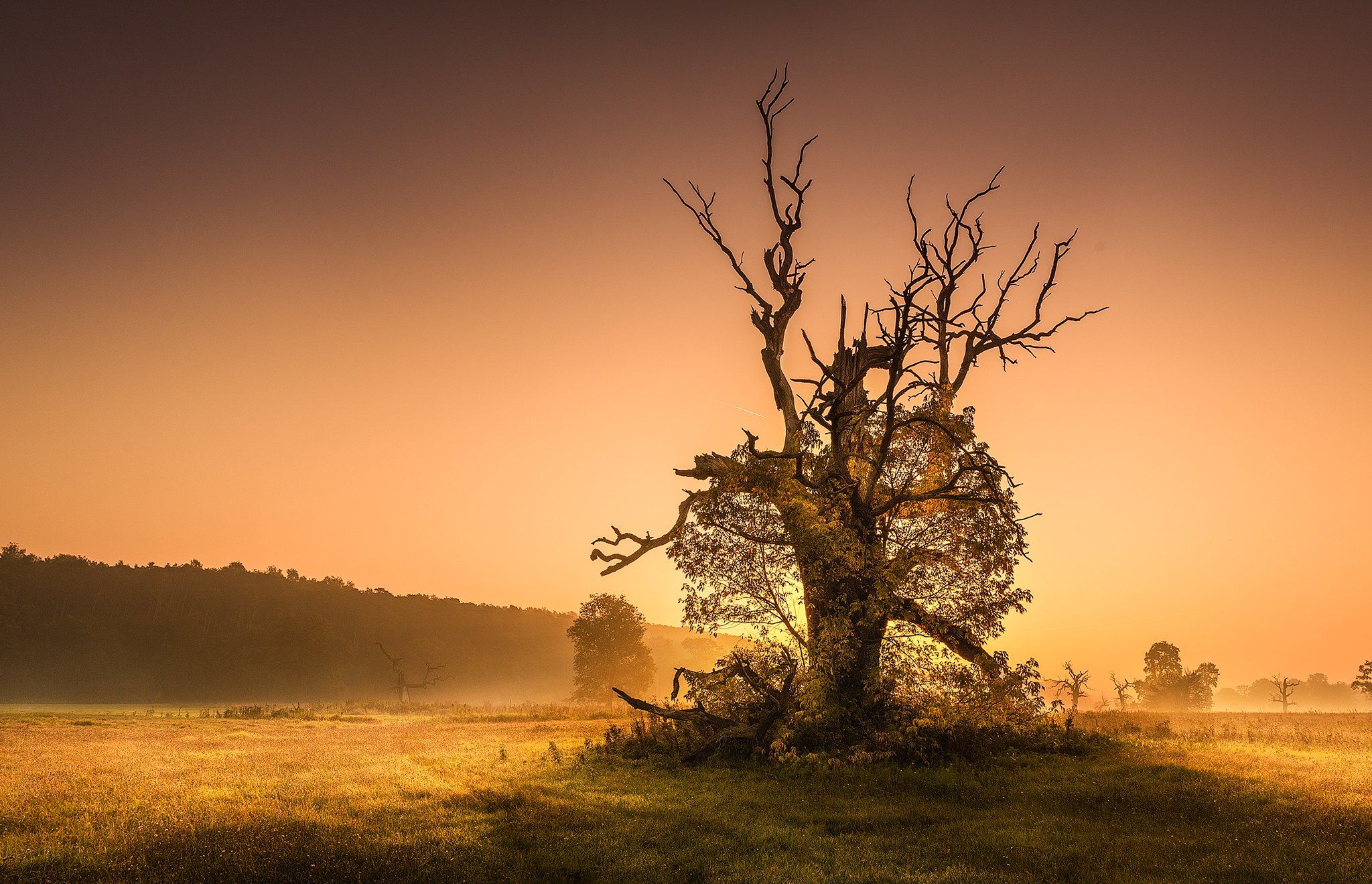500 years oak eagle in the national park rogalin in poland, Pawel Olejniczak