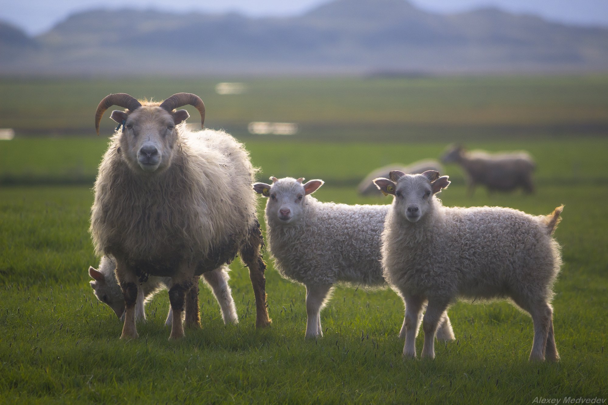 исландия, овцы, животные, Алексей Медведев