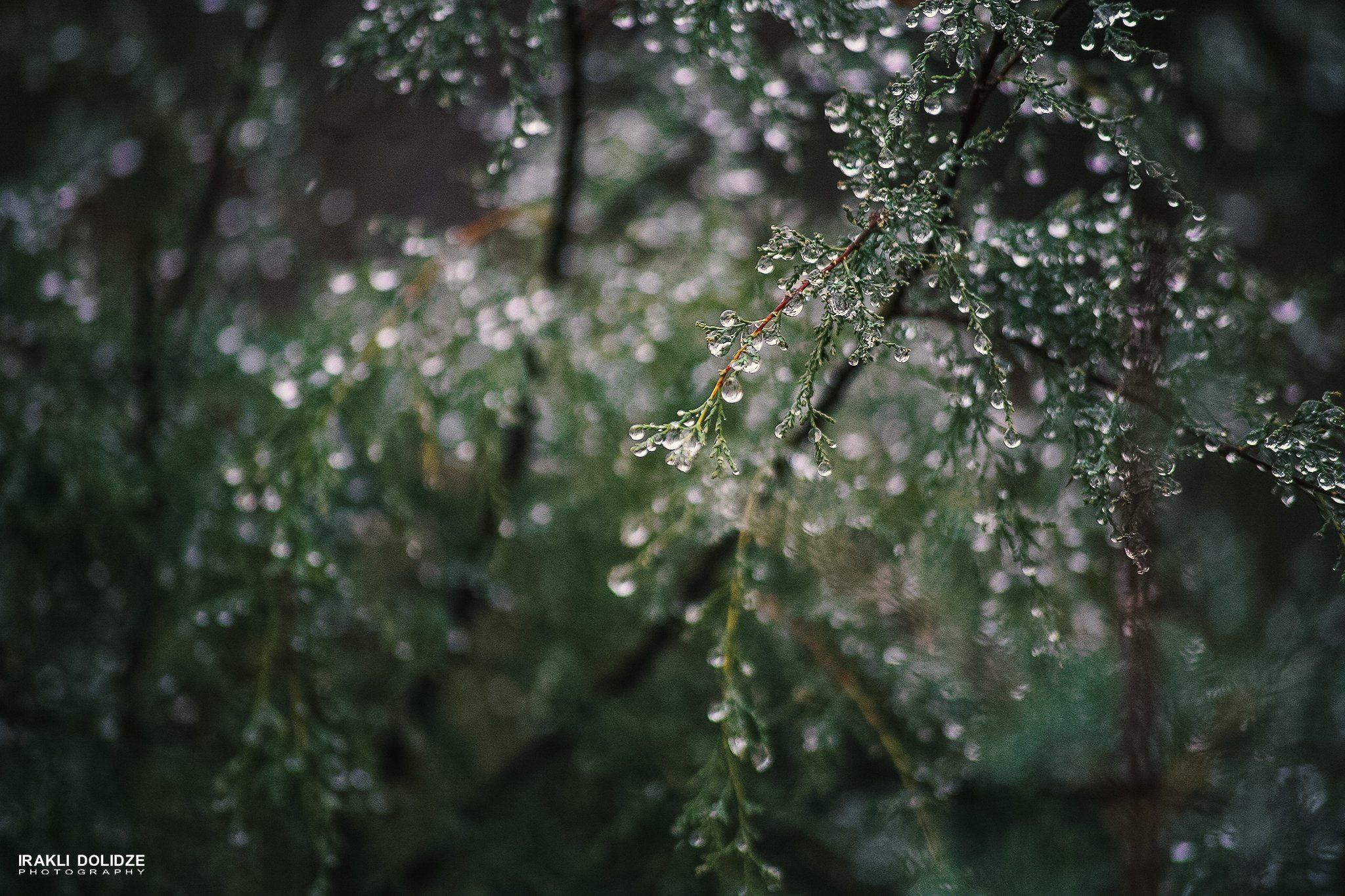 rain, raindrops, nature, macro, macro photography, macro photo, macro world, beautiful, green, bokeh, mood, ირაკლი დოლიძე