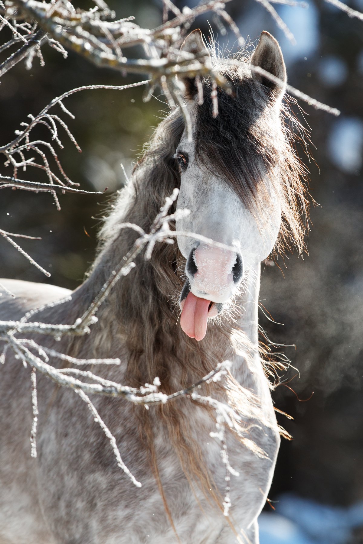 терская лошадь, зима, иней, язык, Анастасия Ветковская