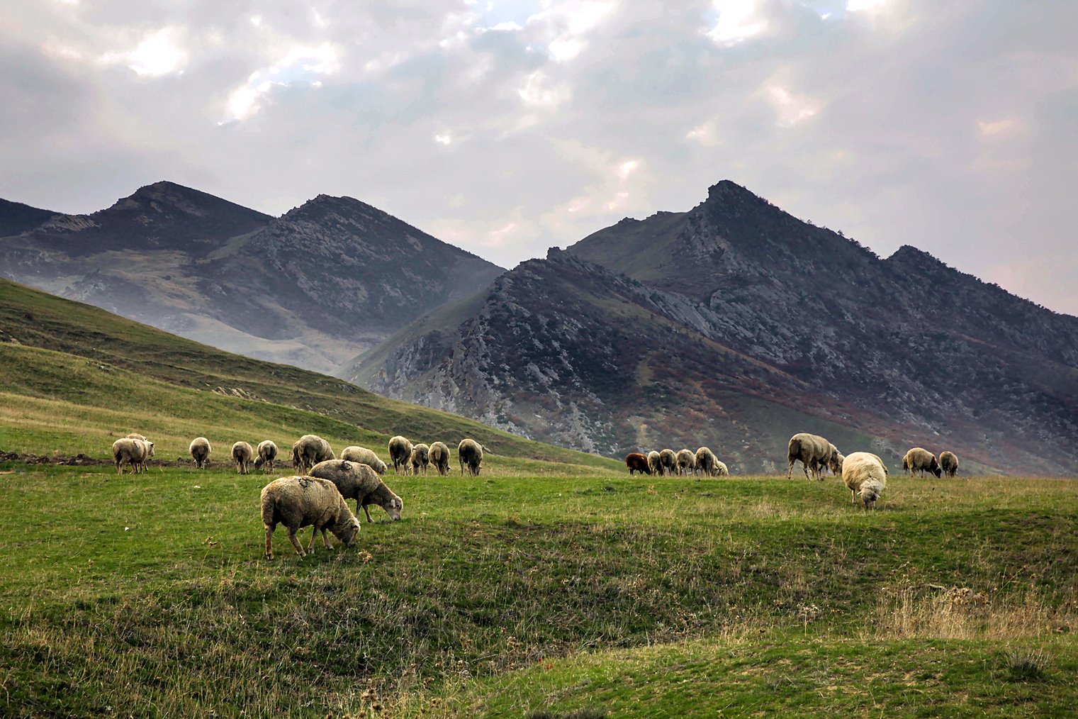 горы,овцы,осень,природа,дагестан., Marat Magov