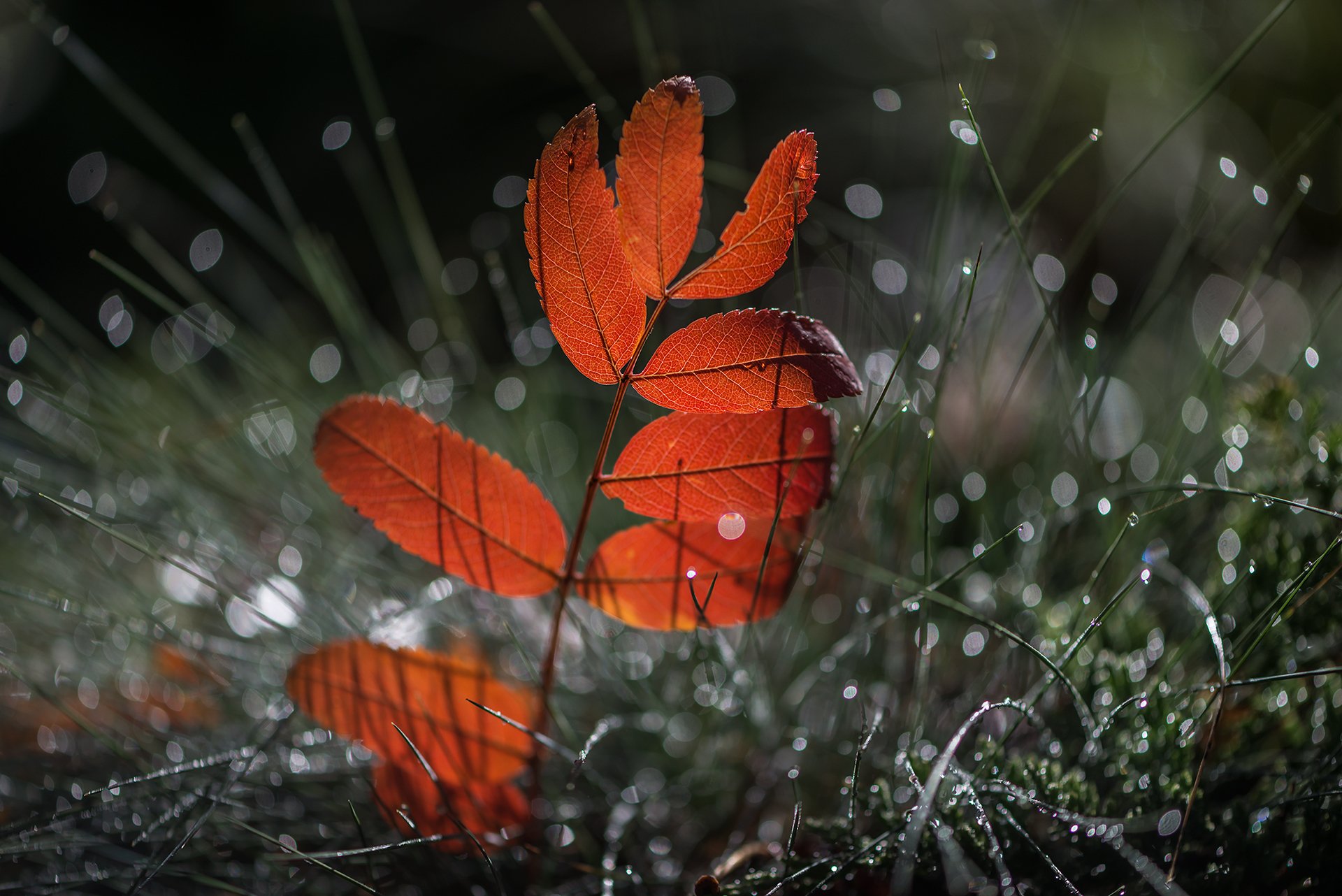 природа, макро, осень, лист рябины, красный, овсяница, капли дождя, контровый свет, Неля Рачкова