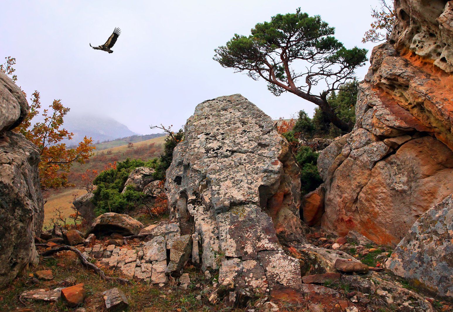 горы,осень,природа,птица,гриф,, Marat Magov