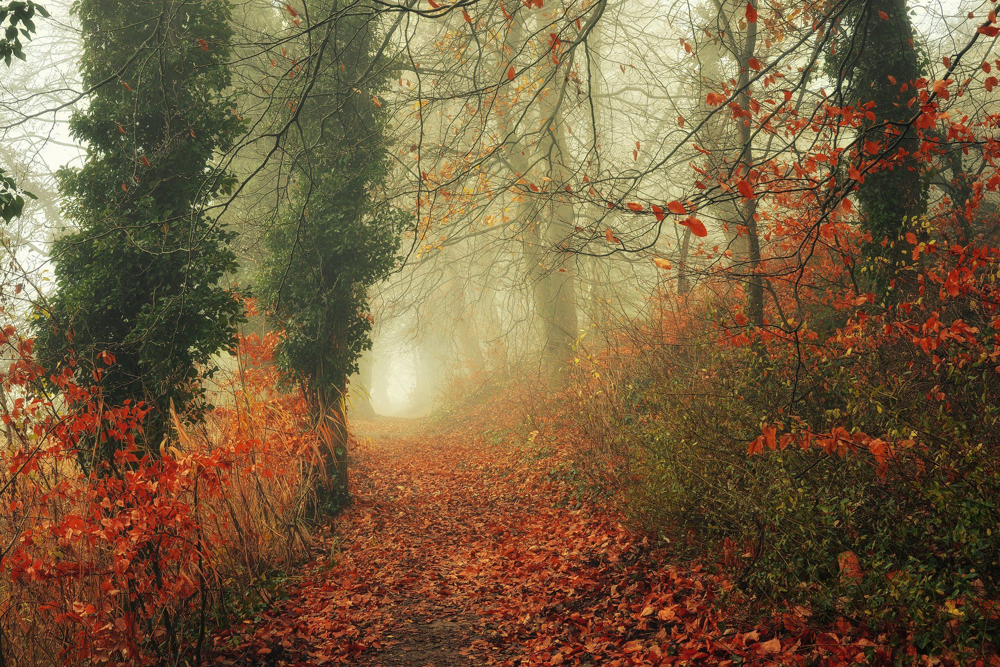 осенняя тропа autumn path misty fall trees magic mist foggy road dranikowski leaves, Radoslaw Dranikowski