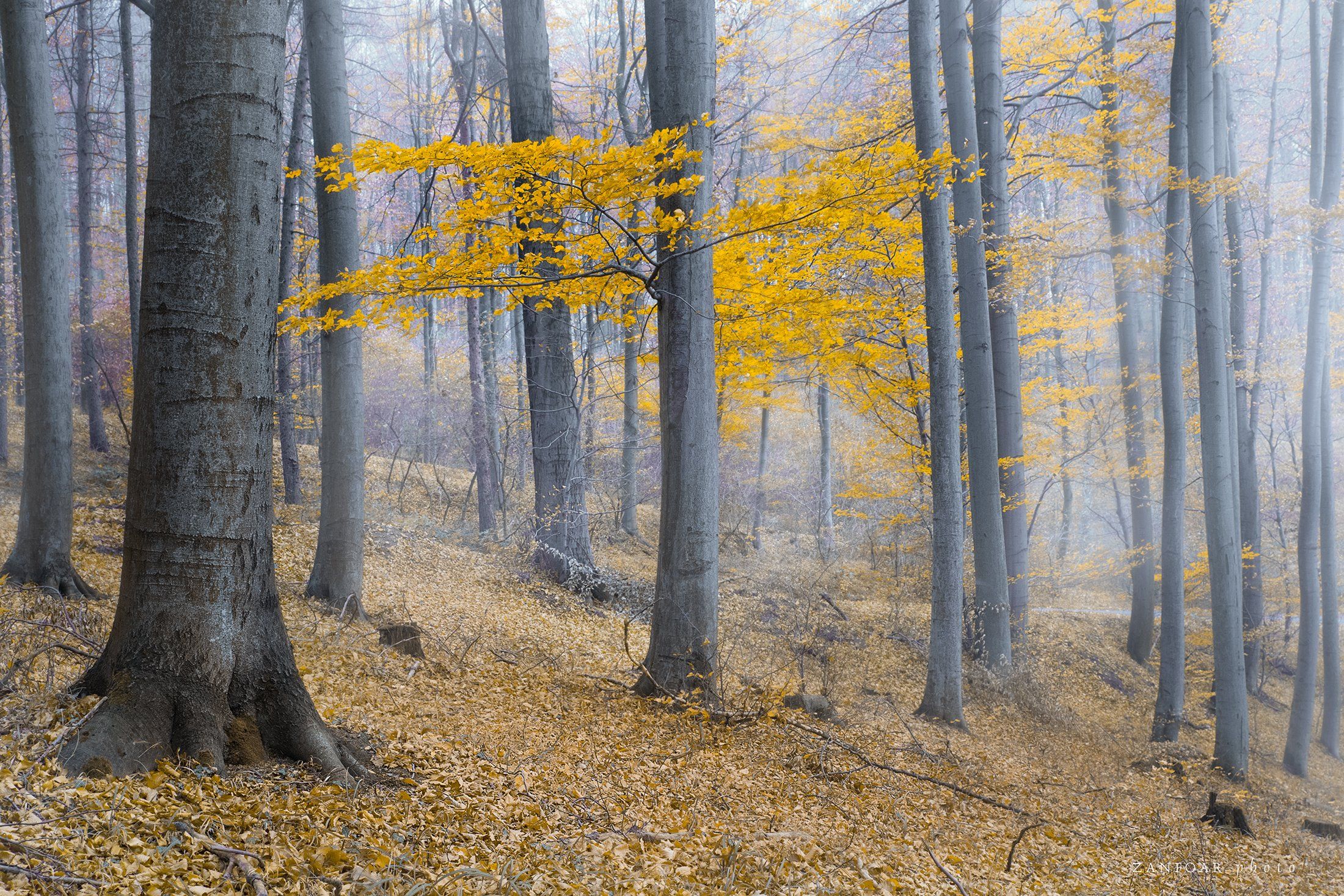 природа,  деревья,  дерево , лес , леса,  листья,  осень,  угрюмый,  настроение,  туманный , мгла , туман , туманный , ностальгический,  zanfoar,  чехия,  nikon d750,czech republic,чехия, Zanfoar