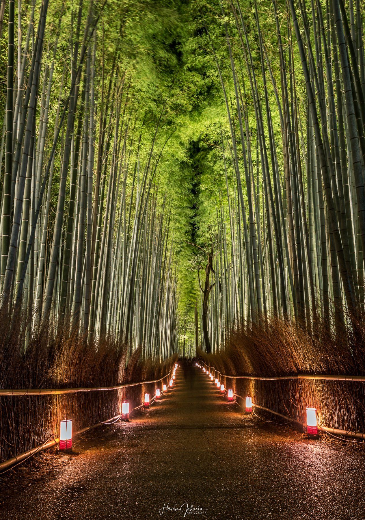 night nature long exposure forest lights kyoto japan bamboo, Hasan Jakaria