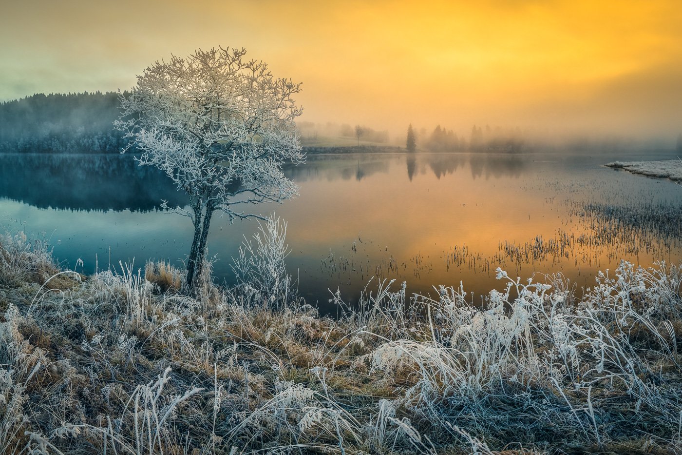winter,sunrise,fog,frost,frosty,morning,norway,scandinavia,lake,tree,landscape,wintertime,scenery,light, Adrian Szatewicz