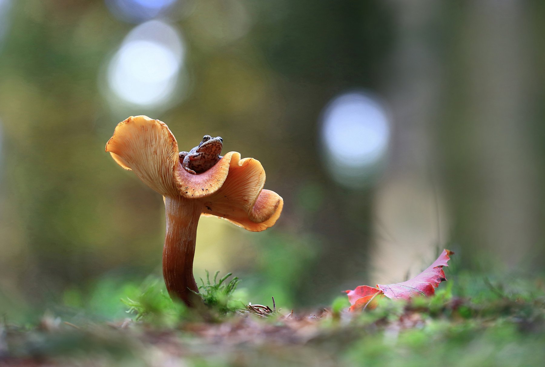 лес,гриб,лягуха., Viktor Schneider