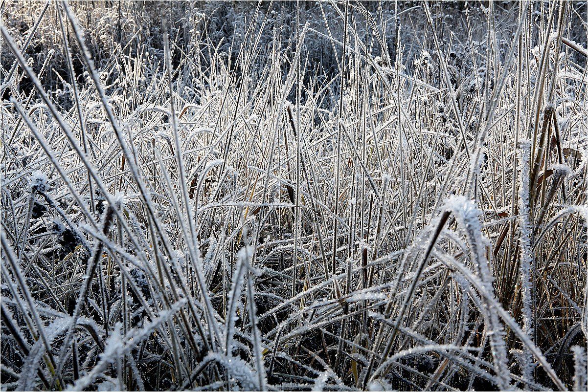 трава, заморозок, зима, иней, кристаллы,, Victor Pechenev