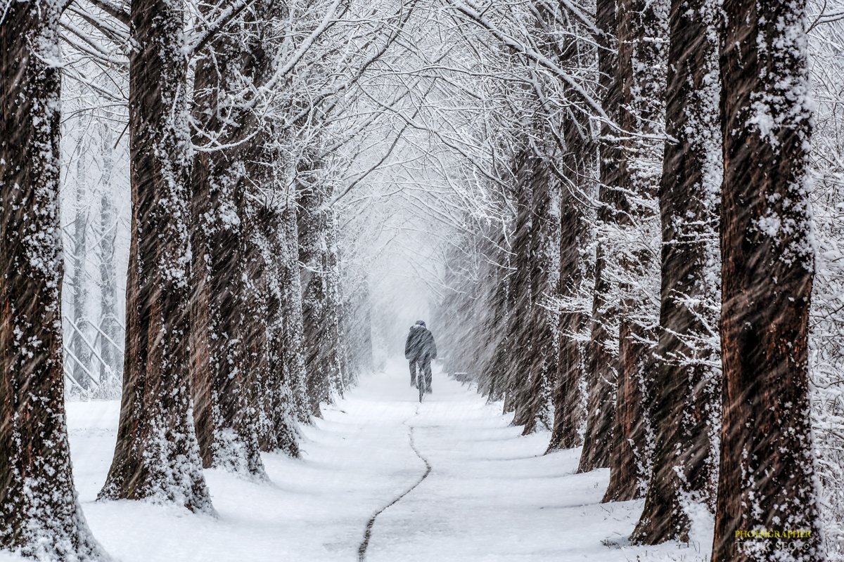 snow snowy trace trees cycle winter Korea landscape travel, Seo Tiger