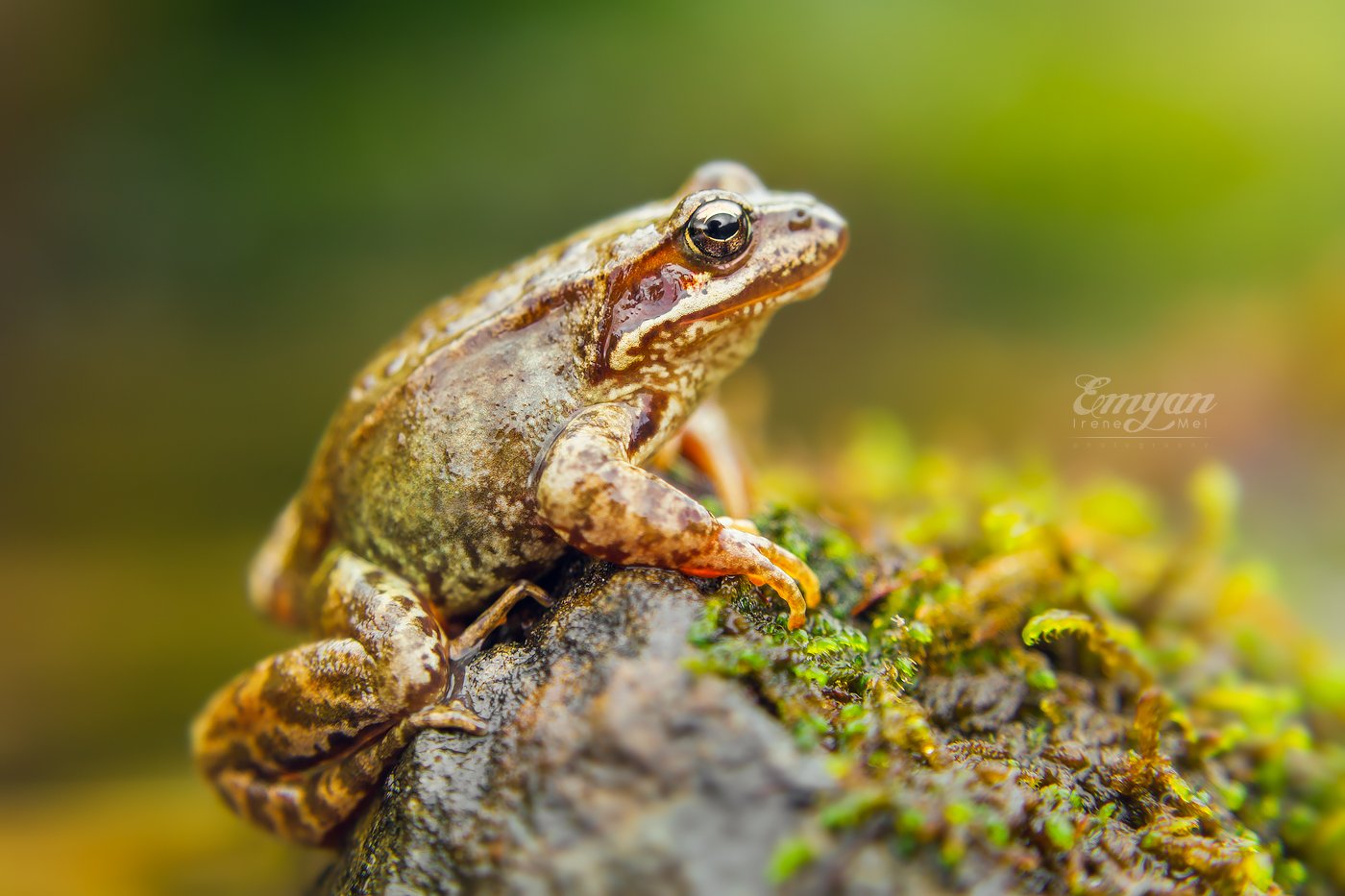 карпаты, животные, лягушка, макро, природа, nature, carpathians, mountains, frog, animals, Emyan