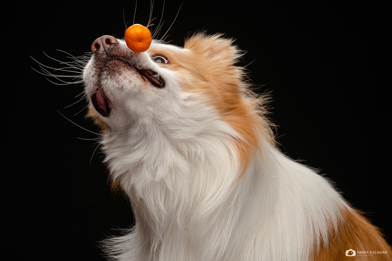 dog, border collie, tangerine, catch, face, crazy, funny, fun, pet, pup, pet photography, dog photography, Nadya Kulagina